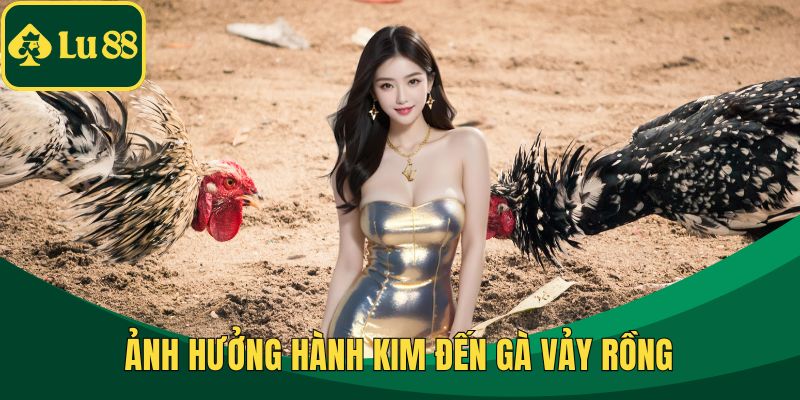 Ảnh hưởng hành kim đến gà vảy rồng