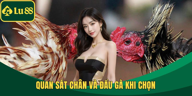 Quan sát chân và đầu gà khi chọn