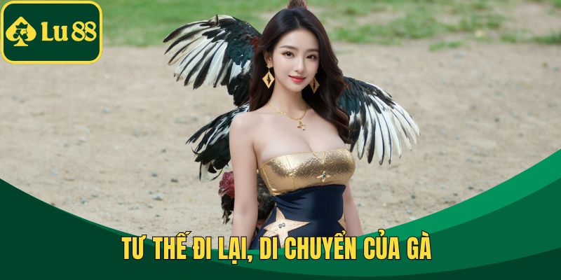 Tư thế đi lại, di chuyển của gà 
